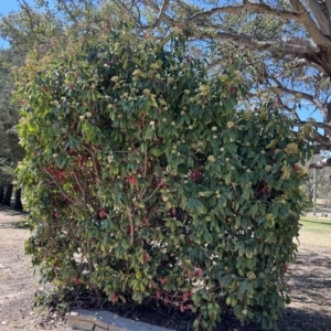 Photinia serratifolia at Tharwa, ACT - 29 Sep 2023