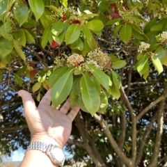 Photinia serratifolia at Tharwa, ACT - 29 Sep 2023