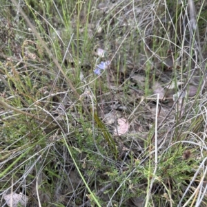 Thelymitra sp. (pauciflora complex) at Cook, ACT - 21 Oct 2023