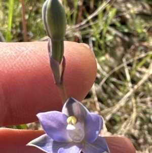 Thelymitra sp. (pauciflora complex) at Cook, ACT - 21 Oct 2023