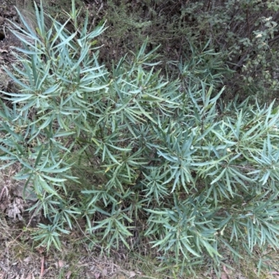 Lomatia myricoides (River Lomatia) at Cotter River, ACT - 26 Sep 2023 by dwise