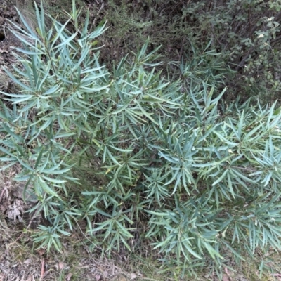 Lomatia myricoides (River Lomatia) at Cotter River, ACT - 25 Sep 2023 by dwise