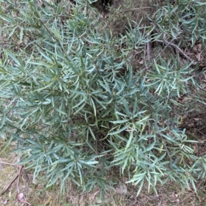 Lomatia myricoides at Cotter River, ACT - 26 Sep 2023