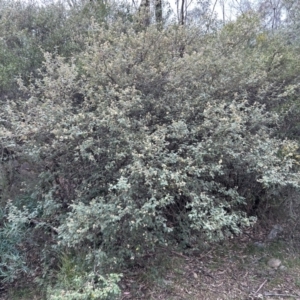 Pomaderris eriocephala at Cotter River, ACT - 26 Sep 2023