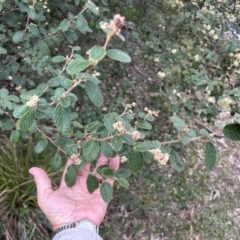 Pomaderris eriocephala at Cotter River, ACT - 26 Sep 2023