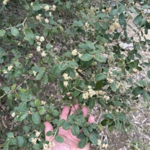 Pomaderris eriocephala at Cotter River, ACT - 26 Sep 2023