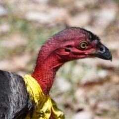Alectura lathami (Australian Brush-turkey) at Ormiston, QLD - 21 Oct 2023 by PJH123