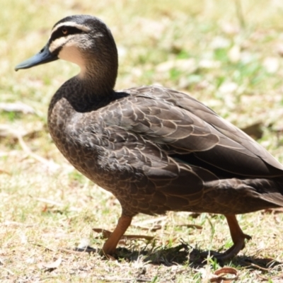 Anas superciliosa (Pacific Black Duck) at Ormiston, QLD - 21 Oct 2023 by PJH123