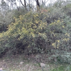 Acacia pravissima (Wedge-leaved Wattle, Ovens Wattle) at Lower Cotter Catchment - 25 Sep 2023 by dwise