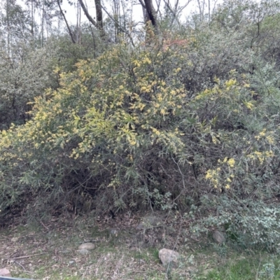 Acacia pravissima (Wedge-leaved Wattle, Ovens Wattle) at Cotter River, ACT - 25 Sep 2023 by dwise