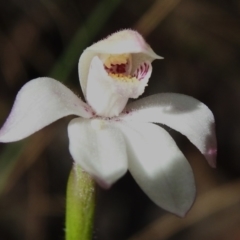 Caladenia alpina (Mountain Caps) at Cotter River, ACT - 21 Oct 2023 by JohnBundock