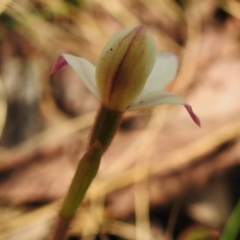 Caladenia alpina at Cotter River, ACT - 21 Oct 2023