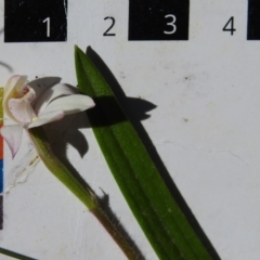 Caladenia alpina at Cotter River, ACT - 21 Oct 2023