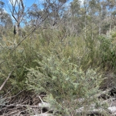 Leptospermum obovatum (River Tea Tree) at Cotter River, ACT - 25 Sep 2023 by dwise