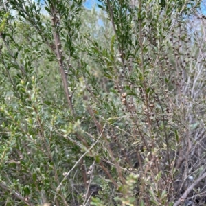 Leptospermum obovatum at Cotter River, ACT - 26 Sep 2023