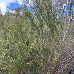 Leptospermum obovatum at Cotter River, ACT - 26 Sep 2023