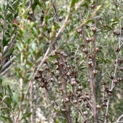 Leptospermum obovatum at Cotter River, ACT - 26 Sep 2023 09:53 AM