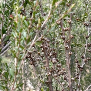 Leptospermum obovatum at Cotter River, ACT - 26 Sep 2023