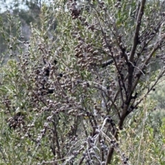 Leptospermum obovatum at Cotter River, ACT - 26 Sep 2023