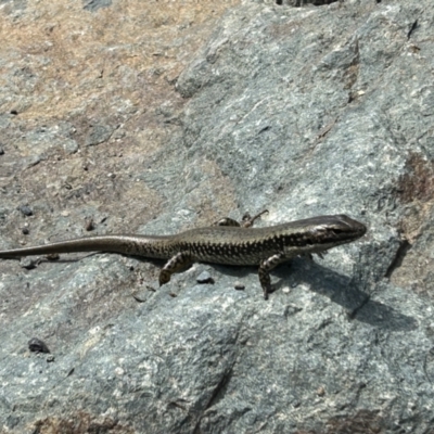 Eulamprus heatwolei (Yellow-bellied Water Skink) at Stromlo, ACT - 26 Sep 2023 by dwise