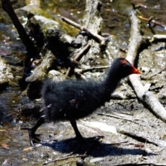 Gallinula tenebrosa (Dusky Moorhen) at Ormiston, QLD - 21 Oct 2023 by PJH123