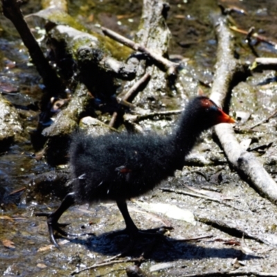 Gallinula tenebrosa (Dusky Moorhen) at Ormiston, QLD - 21 Oct 2023 by PJH123