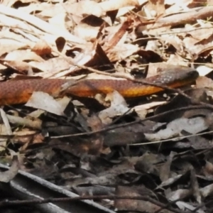 Notechis scutatus at Cotter River, ACT - 21 Oct 2023