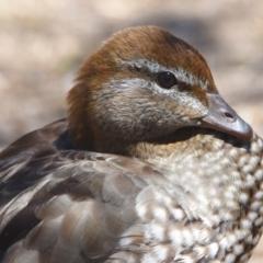 Chenonetta jubata (Australian Wood Duck) at Ormiston, QLD - 21 Oct 2023 by PJH123