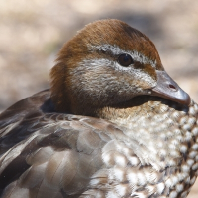 Chenonetta jubata (Australian Wood Duck) at Ormiston, QLD - 21 Oct 2023 by PJH123