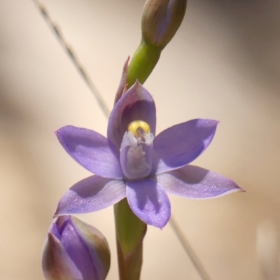 Cyanicula caerulea at  - suppressed by Curiosity