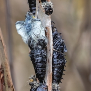 Delias harpalyce at Acton, ACT - 21 Oct 2023 12:07 PM