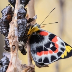 Delias harpalyce at Acton, ACT - 21 Oct 2023 12:07 PM