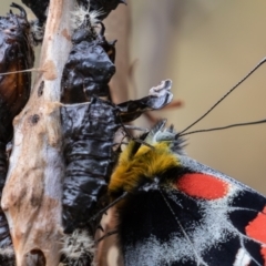 Delias harpalyce at Acton, ACT - 21 Oct 2023 12:07 PM