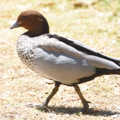 Chenonetta jubata (Australian Wood Duck) at Ormiston, QLD - 21 Oct 2023 by PJH123