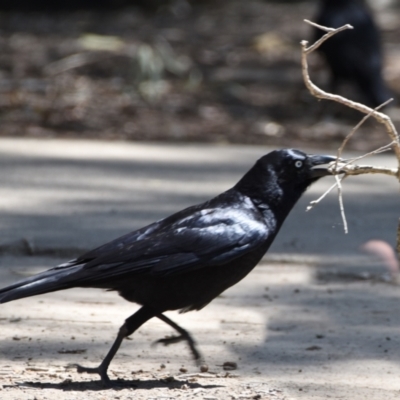 Corvus orru (Torresian Crow) at Ormiston, QLD - 21 Oct 2023 by PJH123
