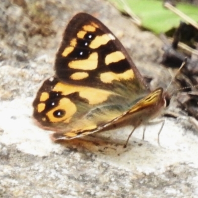 Argynnina cyrila (Forest brown, Cyril's brown) at Namadgi National Park - 21 Oct 2023 by JohnBundock