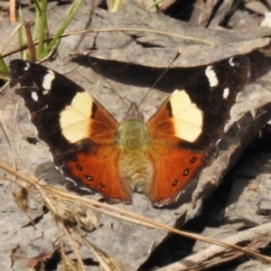 Vanessa itea at Cotter River, ACT - 21 Oct 2023