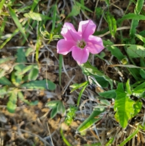 Convolvulus angustissimus subsp. angustissimus at Bungendore, NSW - 21 Oct 2023