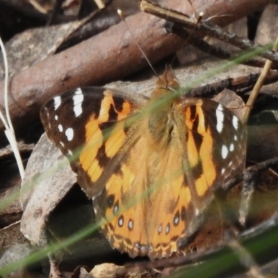 Vanessa kershawi (Australian Painted Lady) at Cotter River, ACT - 21 Oct 2023 by JohnBundock