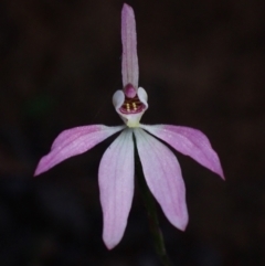 Caladenia carnea (Pink Fingers) at Halls Gap, VIC - 17 Oct 2023 by AnneG1
