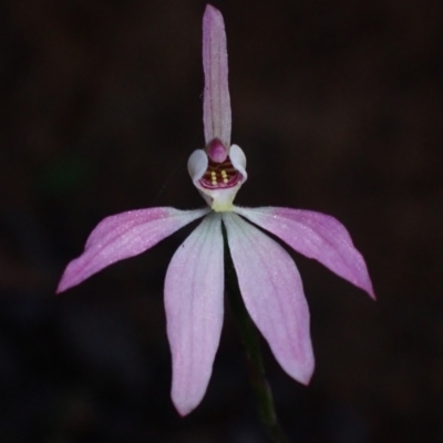 Caladenia carnea (Pink Fingers) at Halls Gap, VIC - 16 Oct 2023 by AnneG1