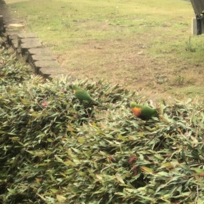 Trichoglossus moluccanus (Rainbow Lorikeet) at Tascott, NSW - 18 Oct 2023 by Harry7Mark