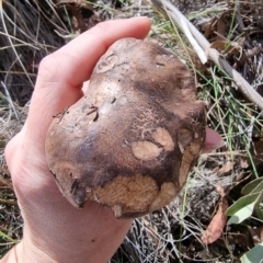 Sarcodon sp. at Captains Flat, NSW - suppressed
