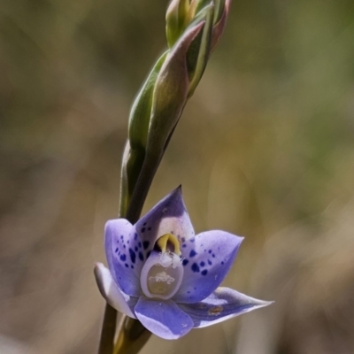Thelymitra simulata (Graceful Sun-orchid) at Captains Flat, NSW - 21 Oct 2023 by Csteele4