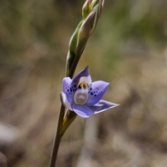 Thelymitra simulata at Captains Flat, NSW - suppressed