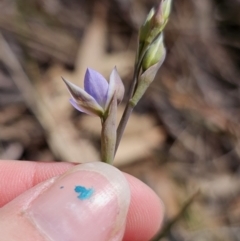 Thelymitra simulata at Captains Flat, NSW - 21 Oct 2023