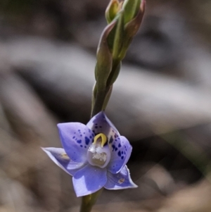 Thelymitra simulata at Captains Flat, NSW - 21 Oct 2023