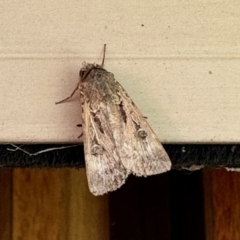 Agrotis munda (Brown Cutworm) at Aranda, ACT - 21 Oct 2023 by KMcCue