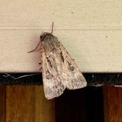 Agrotis munda (Brown Cutworm) at Aranda, ACT - 21 Oct 2023 by KMcCue