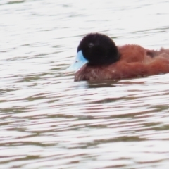 Oxyura australis (Blue-billed Duck) at Isabella Plains, ACT - 21 Oct 2023 by BenW